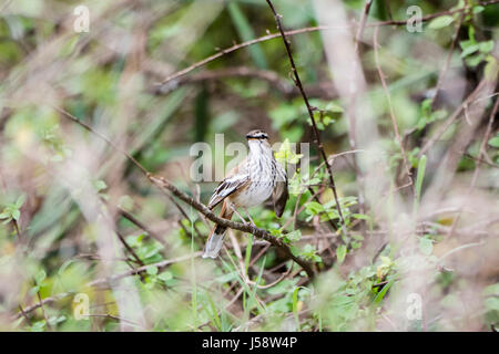 Red-backed Scheuern-Robin (Cercotrichas Leucophrys) Perched auf einem Ast im Norden von Tansania Stockfoto