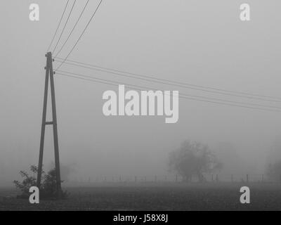 Baum Bäume Nebel bw Tor Taille Gürtel November Telefonmast Wiese Rasen Stockfoto