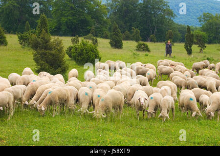 Heide-Herde der Schafe Schafe (pl.) Hirten Wiese Wald Schnucken Herde Stockfoto