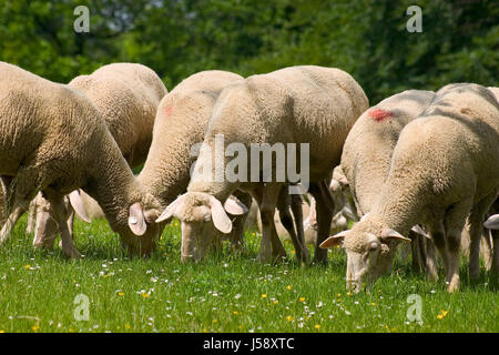 Heide-Herde der Schafe Schafe (pl.) Wiese Rasen Rasen grün Schnucken Herde Stockfoto