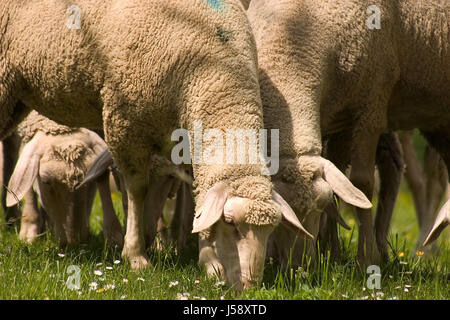 Heide-Herde der Schafe Schafe (pl.) Wiese Rasen Rasen grün Schnucken Herde Stockfoto