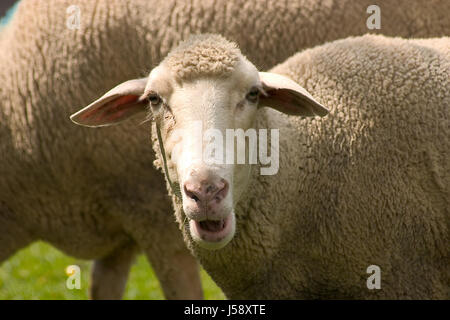 Heide-Herde der Schafe Schafe (pl.) Wiese Rasen Rasen grün Schnucken Herde Stockfoto