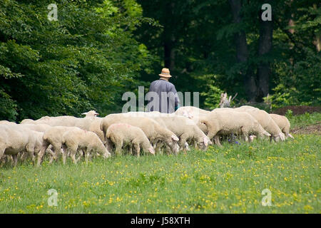 Heide-Herde der Schafe Schafe (pl.) Hirten Wiese Wald Schnucken Herde Stockfoto