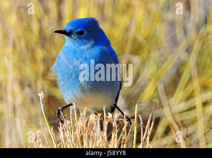 Ein Mountain Bluebird sitzt unter dem Grasland der Great Sand Dunes National Park 29. Februar 2016 in Colorado.    (Foto: Patrick Myers /NPS über Planetpix) Stockfoto