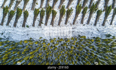 Ein Overhead Drohne Foto von Kahlschlag Protokollierung im Gange Stockfoto