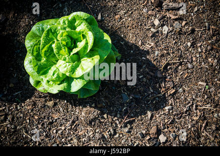 Einzigen üppigen grünen Salat wächst in nährstoffreichen Boden Stockfoto