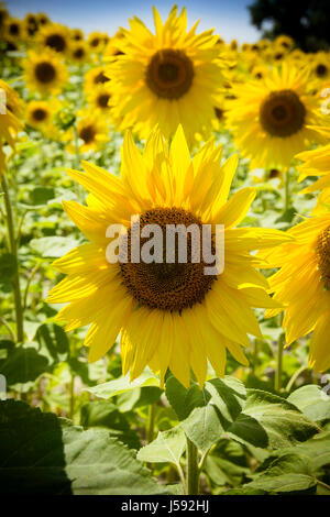 Sonnenblumen im Sonnenschein Stockfoto
