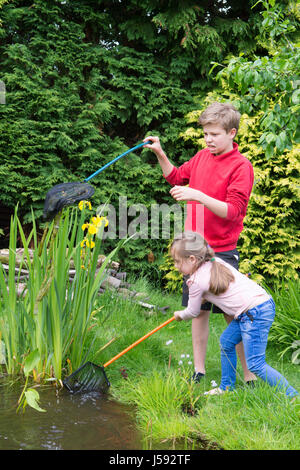 elf Jahre alten Jungen und vier Jahre altes Mädchen Teich eintauchen, Kaulquappen und andere Wildtiere in einem Netz in einem Gartenteich zu fangen versuchen. Sussex, UK. Mai. Stockfoto