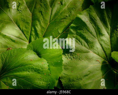 Fuki, Pestwurz, Petasites Japonicus nahe Höhen und breiten Ansichten in einem Garten von Sussex, UK Stockfoto