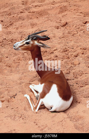 Afrikanische Antilope, mhorr Gazelle Stockfoto