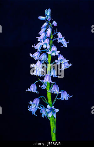 Violett und blau in der Farbe, ein Cluster von native Englisch Glockenblumen in voller Blüte an einem grünen Stiel. Stockfoto