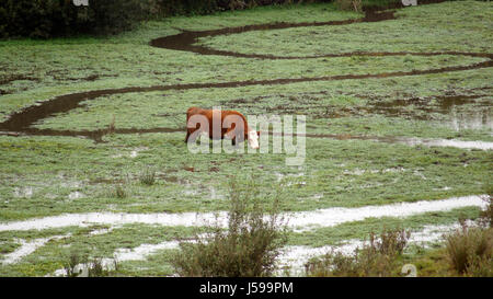 Guadalupe-Nipomo Dünen, Kalifornien, Vereinigte Staaten - 8. Oktober 2014: Rind oder Kuh an einem nebligen Morgen, Moor Sumpf in Kalifornien auf Highway No 1, USA Stockfoto