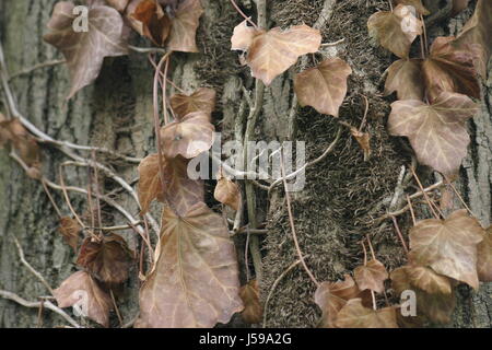 Baum braun brunlich Brnette Kletterpflanze trockenen kargen Rinde vertrocknet  vertrocknet Stockfotografie - Alamy