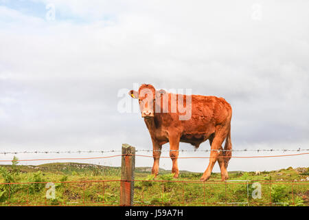 Schottische Hochlandrinder hinter Zaun Stockfoto