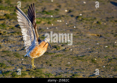 Kurz-billed dowitcher Stockfoto