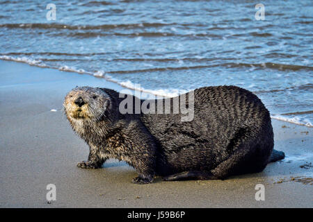 Kalifornien Sea Otter Stockfoto