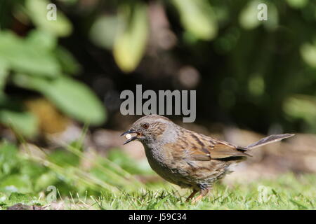 Dunnock, Phasianus colchicus, Fütterung auf einen Buggy naschen im Garten; UK Stockfoto