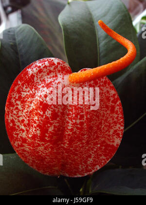 Makro Nahaufnahme Makro Aufnahme hautnah Ansicht Detail Farbe Blume Pflanze grün Stockfoto