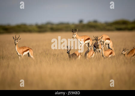 Springböcke Streifengnus in Central Kalahari Game Reserve, Botswana. Stockfoto