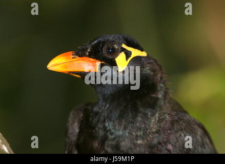 Asiatische gemeinsame Hill Myna (Gracula Religiosa). Von Indien & Nepal bis hin zu Südostasien, Indonesien und den Philippinen. Stockfoto