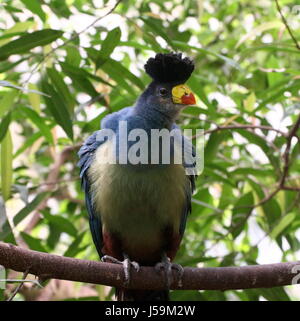 Nahaufnahme einer tropischen Afrikas große blaue Turaco (Corythaeola Cristata) in einem Baum. Stockfoto