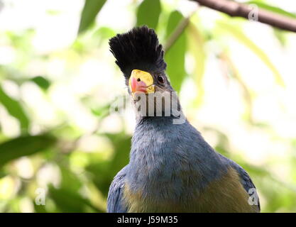 Extreme Nahaufnahme von einer tropischen afrikanischen großer blauer Turaco (Corythaeola Cristata) vor der Kamera... Stockfoto