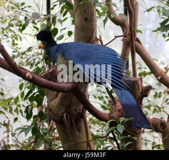 Nahaufnahme einer tropische afrikanische große blaue Turaco (Corythaeola Cristata) in einem Baum bewegt seine Flügel. Stockfoto