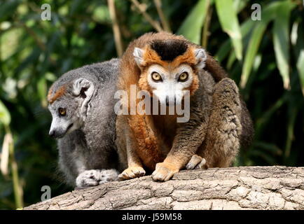 Madgascan männlich (braun) und weiblich (grau) gekrönte Lemur (Eulemur Coronatus) in Nahaufnahme Stockfoto