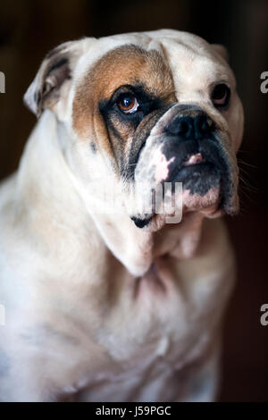 Porträt von einer Bulldogge Stockfoto