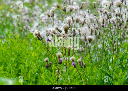 Purpul Arctium Lappa auf grünen Rasen Hintergrund Stockfoto