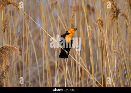 Ein gelb-vorangegangene Amsel (Xanthocephalus Xanthocephalus) singt sein Herz heraus auf einem Phragmites Pflanze, Bear River Migratory Bird Zuflucht, Utah thront. Stockfoto