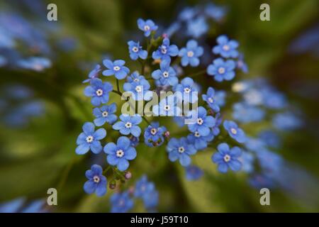 Jack Frost Brunnera Blumen Stockfoto