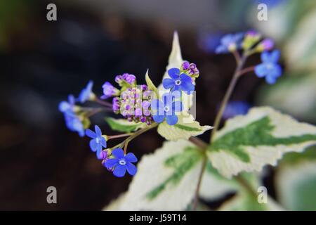 Jack Frost Brunnera Blumen Stockfoto