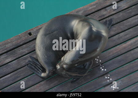 Seelöwen auf Deck Stockfoto