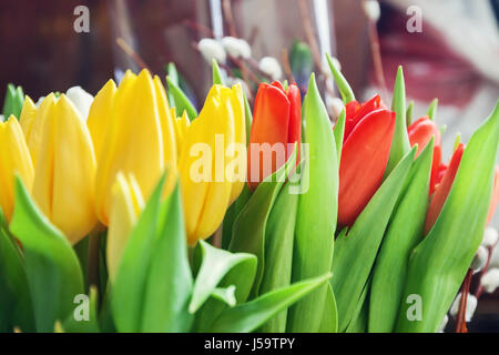 Nahaufnahme der Blumensträuße von Bunte Tulpen, rot, gelb, weiß in Unschärfe. Stockfoto