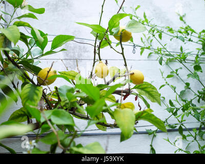 Lemon Tree Stockfoto