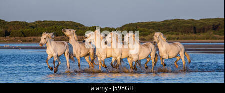 Weißen Camargue-Pferde laufen in die Sümpfe Naturschutzgebiet. Parc Regional de Camargue. Frankreich. Der Provence. Eine gute illustration Stockfoto