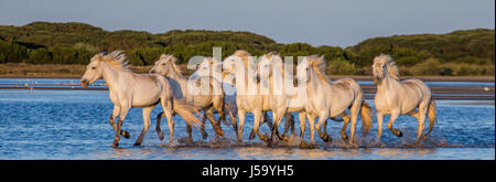 Weißen Camargue-Pferde laufen in die Sümpfe Naturschutzgebiet. Parc Regional de Camargue. Frankreich. Der Provence. Eine gute illustration Stockfoto