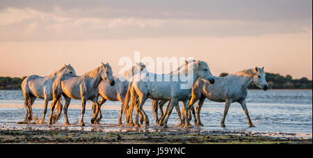 Weißen Camargue-Pferde stehen im Naturreservat Sümpfe. Parc Regional de Camargue. Frankreich. Der Provence. Eine gute illustration Stockfoto