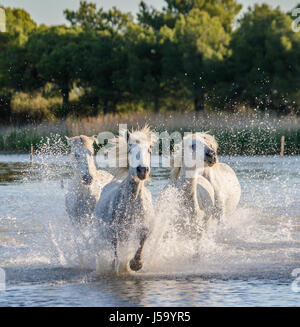 Weißen Camargue-Pferde laufen in die Sümpfe Naturschutzgebiet. Parc Regional de Camargue. Frankreich. Der Provence. Eine gute illustration Stockfoto