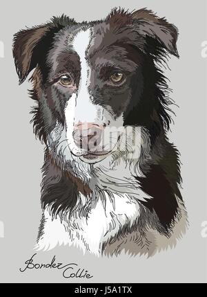 Border-Collie Hand Zeichnung Vektorgrafik in verschiedenen Farben auf grauem Hintergrund Stock Vektor