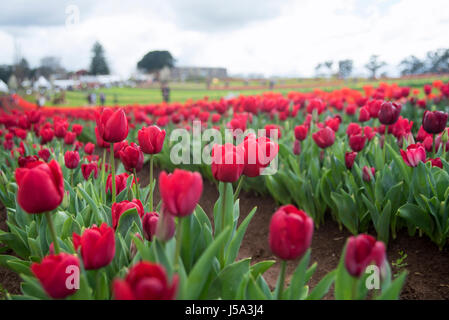 Betten mit leuchtend roten farbigen Tulpen mit dunkelgrünen Blättern gefüllt Stockfoto