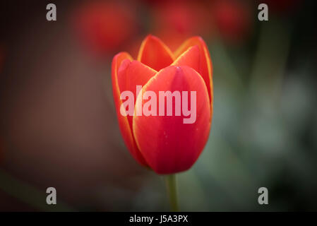 Eine Nahaufnahme Makro Blick auf eine helle rote farbige Tulpe mit gelben farbigen Kanten. Zwei getönten Tulpe. Dual Color Tulpe. Stockfoto