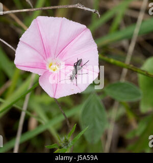 Oedemera Nobilis und Convolvulus Arvensis. Stockfoto
