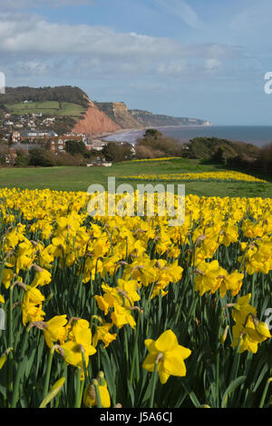 In Erinnerung an Keith Owen gepflanzt Narzissen wachsen auf Peak Hill, Sidmouth, Devon, England. Teil des South West Coast Path auf der Jurassic Coast Stockfoto