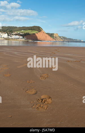 Frühling-Blick entlang des Strandes in Richtung der Stadt Sidmouth auf Devon Coast, England, mit den Hügeln der Jurassic Coast im Hintergrund Stockfoto