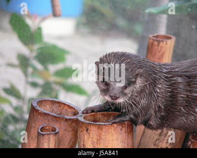 Tier, Sugetier, nass, Bambus, Fischotter, Fischfresser, Luisenpark,  mannheim Stockfotografie - Alamy