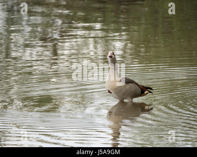 Nilgans steht im Wasser nahe am Ufer Sees an einem bewölkten Tag Stockfoto
