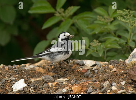 Pied Bachstelze - Motacilla Alba erwachsenen männlichen Sommer Gefieder mit Insekten im Schnabel für Küken. UK Stockfoto