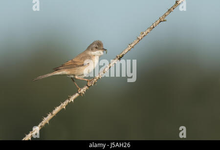 Whitethroat Sylvia Communis nimmt Nahrung zu jung. UK Stockfoto